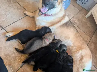 German Shepherd dogs German Shepherd puppies - Advert 1