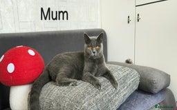 British Shorthair cats for sale: British Blue Shorthair kittens, GCCF pedigree - Image 26