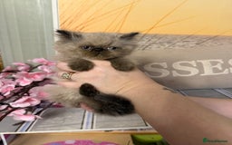 Persian cats for sale: Persians colour point  - Image 12