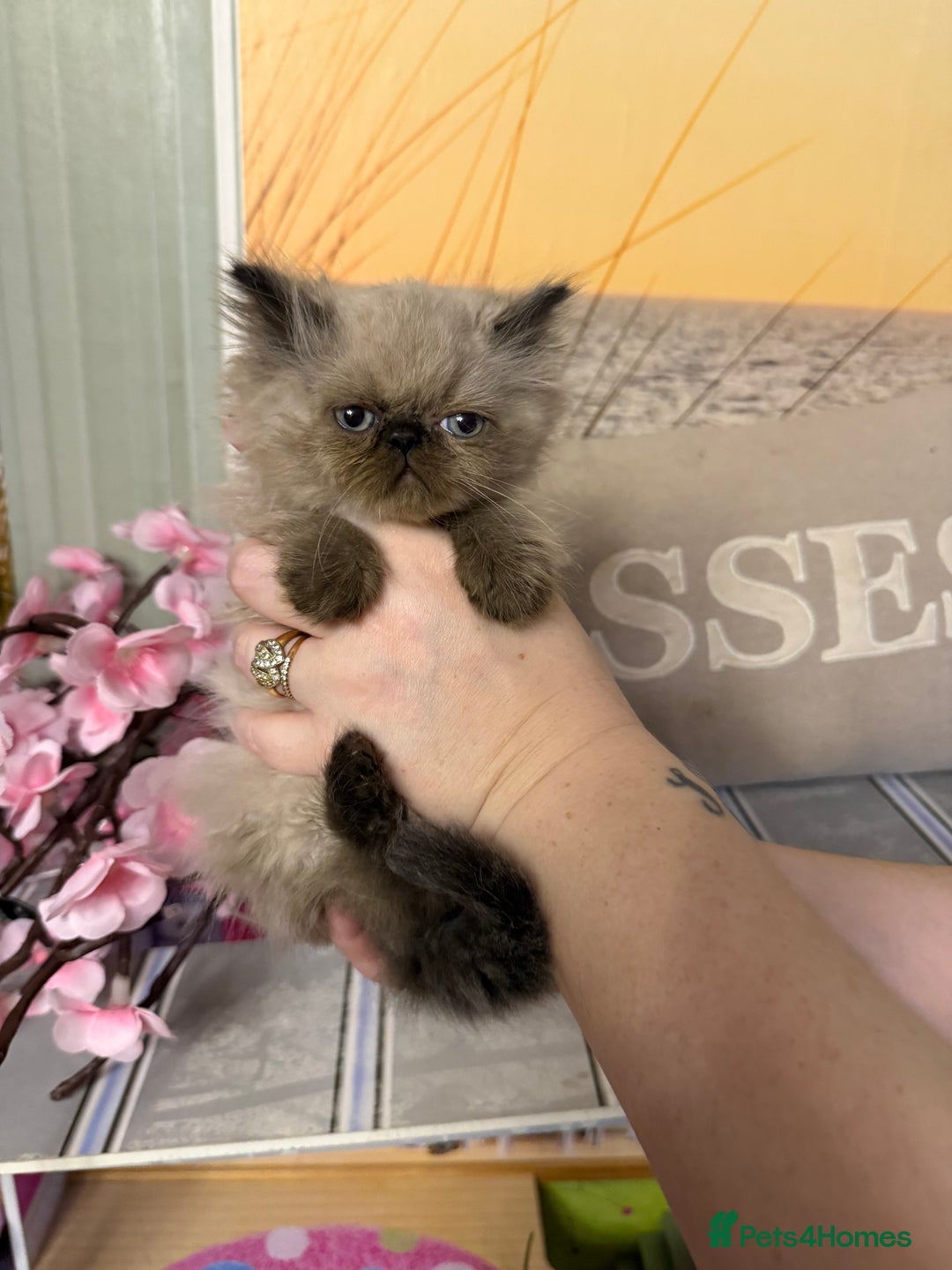 Persian cats for sale: Persians colour point  - Image 12