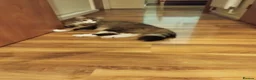 British Shorthair cats for sale: 2 Girls for sale - Advert 7