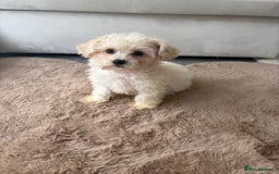 Maltipoo dogs for sale: Beautiful Maltipoo’s - Image 7