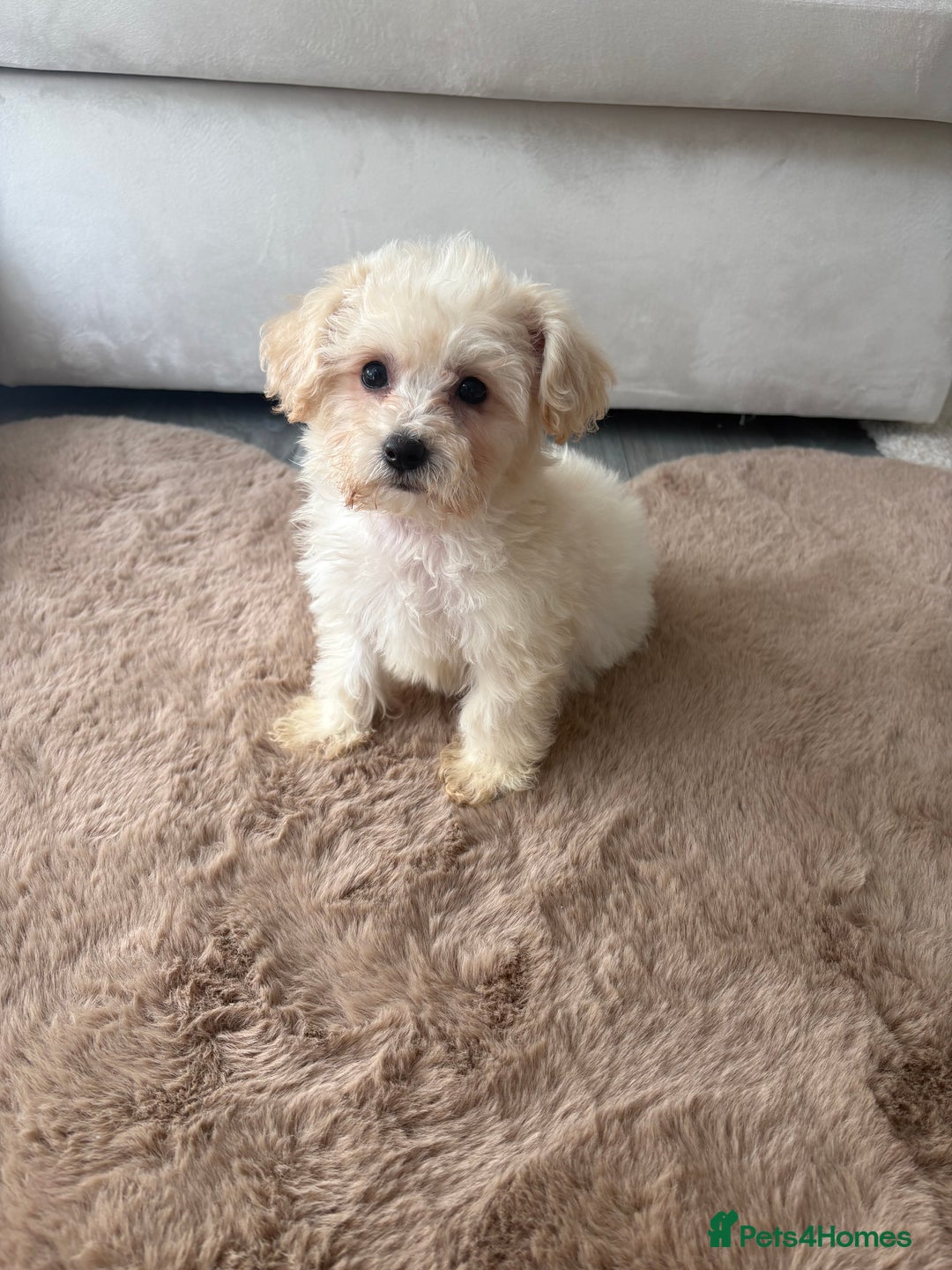 Maltipoo dogs for sale: Beautiful Maltipoo’s - Image 7