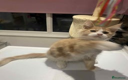 Maine Coon cats for sale: Xl mainecoon kittens  - Image 10