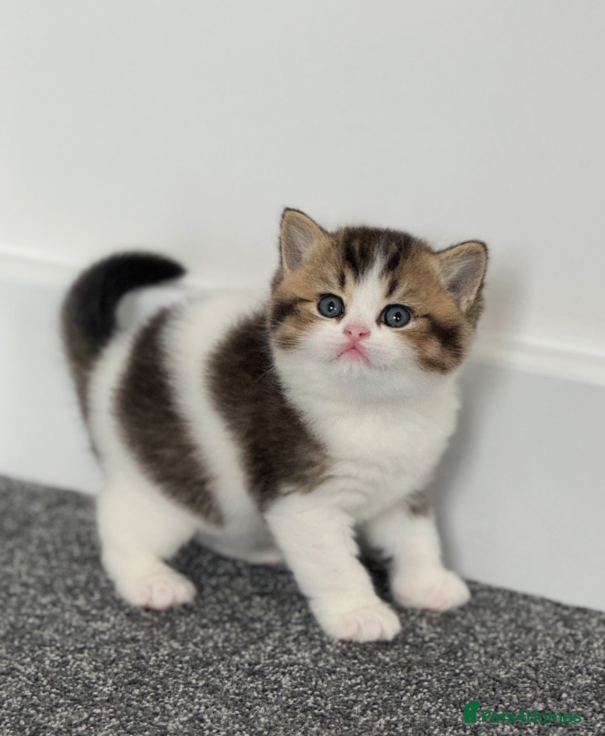 British Shorthair cats Brown Black ticked tabby white TICA reg - Advert 16