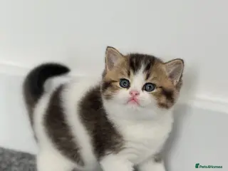British Shorthair cats Brown Black ticked tabby white TICA reg - Advert 16