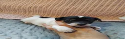 Jack Russell dogs for sale: Full jack russle pups  - Advert 18