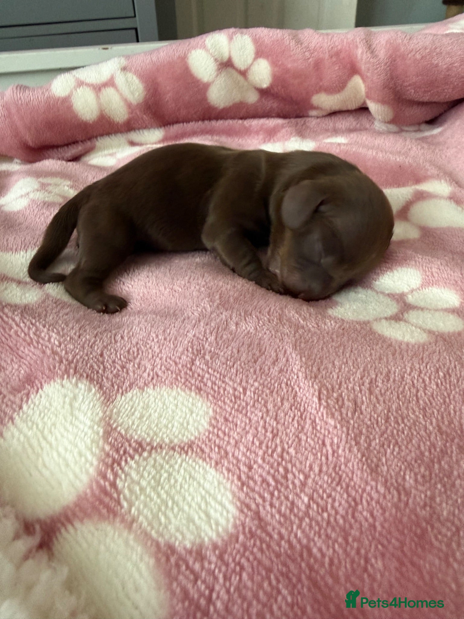 Miniature Dachshund dogs for sale: *** Last Pup Available *** Miniature Daschund - Advert 1