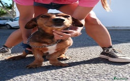 Mixed Breed dogs for adoption: Tiny Tupac - Image 5