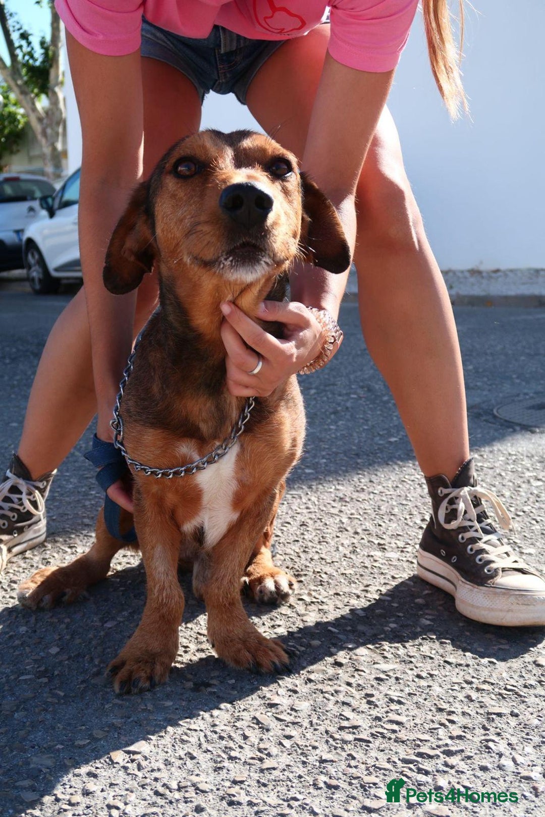 Mixed Breed dogs for adoption: Tiny Tupac - Image 5