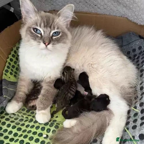 Mixed Breed cats Ragdoll mum, British short haired dad  - Advert 14