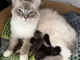 Mixed Breed cats Ragdoll mum, British short haired dad - Advert 14