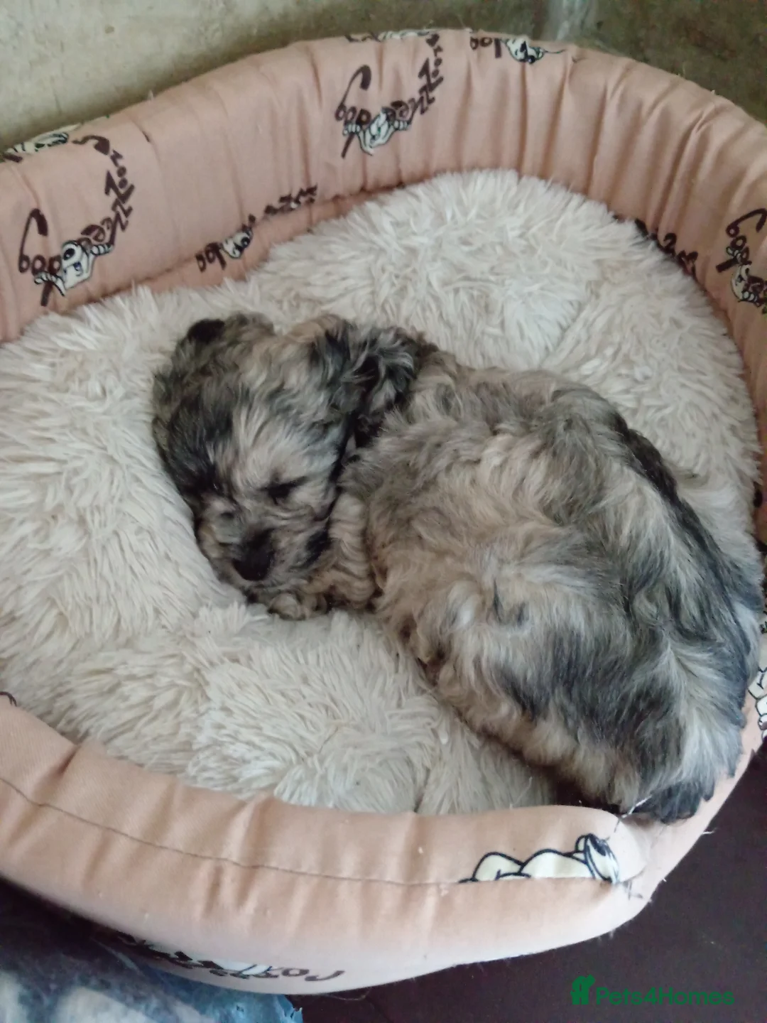 Poodle dogs for sale: POODLE CROSS PUPS  in Amersham - Advert 2