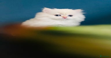 British Longhair cats - Advert 3