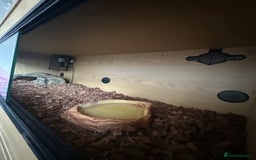 Python Snake reptiles for sale: Butter het clown ball python - Image 5