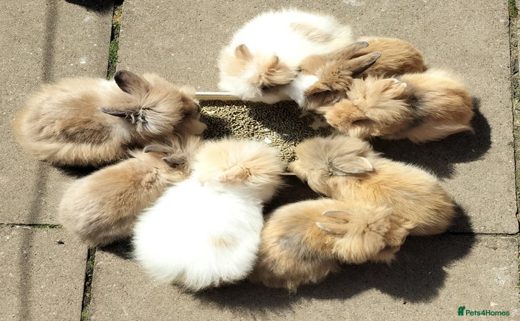 Lionhead rabbits in Smethwick - Advert 4