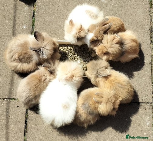 Lionhead rabbits in Smethwick - Advert 16