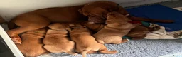 Dogue De Bordeaux dogs for sale: Exceptional KC Dogue de Bordeaux Puppies - Advert 2