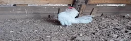 Chickens poultry for sale: Pure Lavender Barbu d’Anvers, Proven Breeding Par - Advert 5