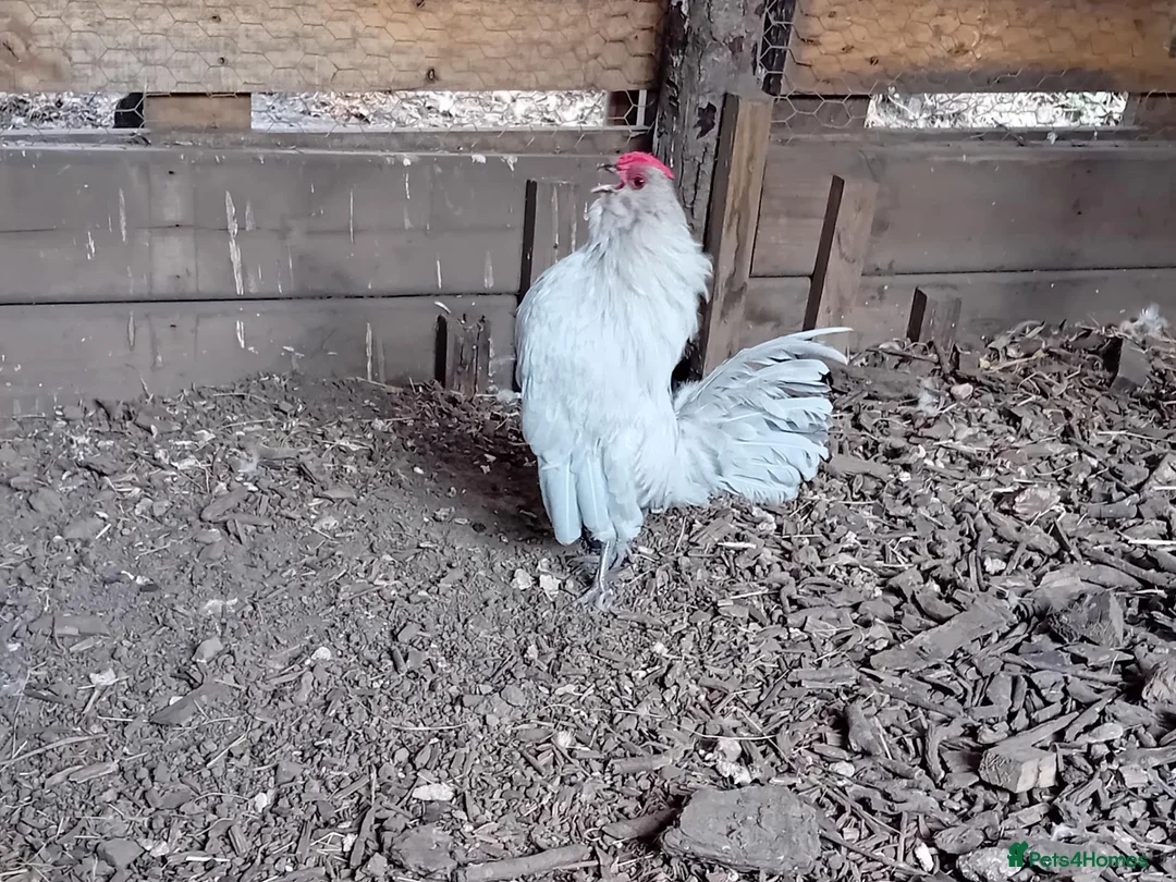 Chickens poultry for sale: Pure Lavender Barbu d’Anvers, Proven Breeding Par - Advert 5