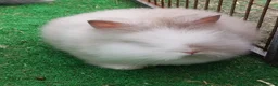 Lionhead rabbits for sale: Beautiful Male Baby. - Advert 2