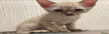 Snow bengal 
