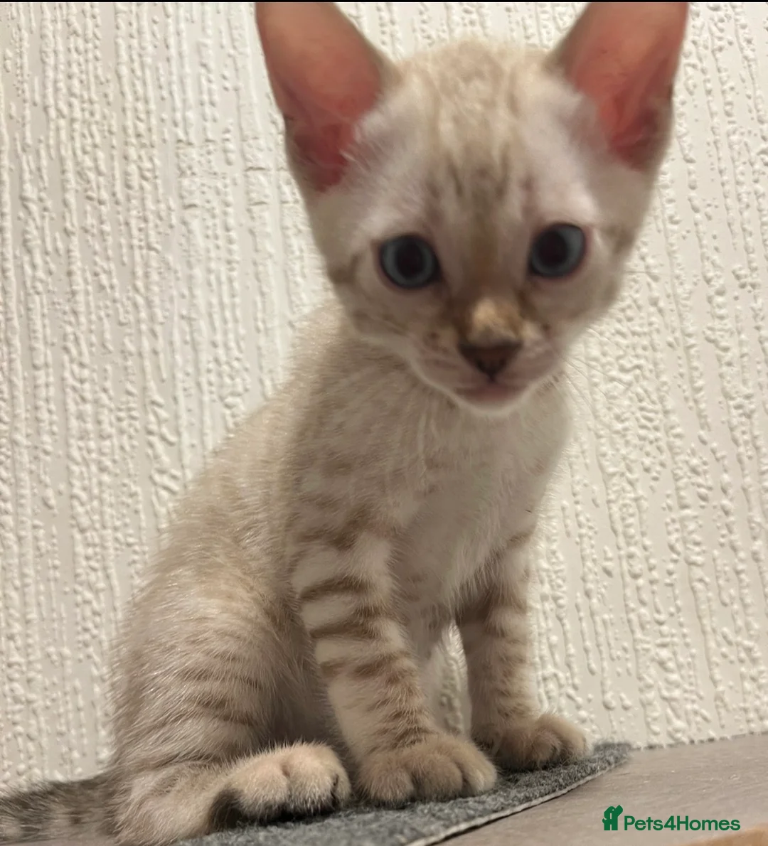 Bengal cats for sale: 3 pure bengals boys available  - Advert 2