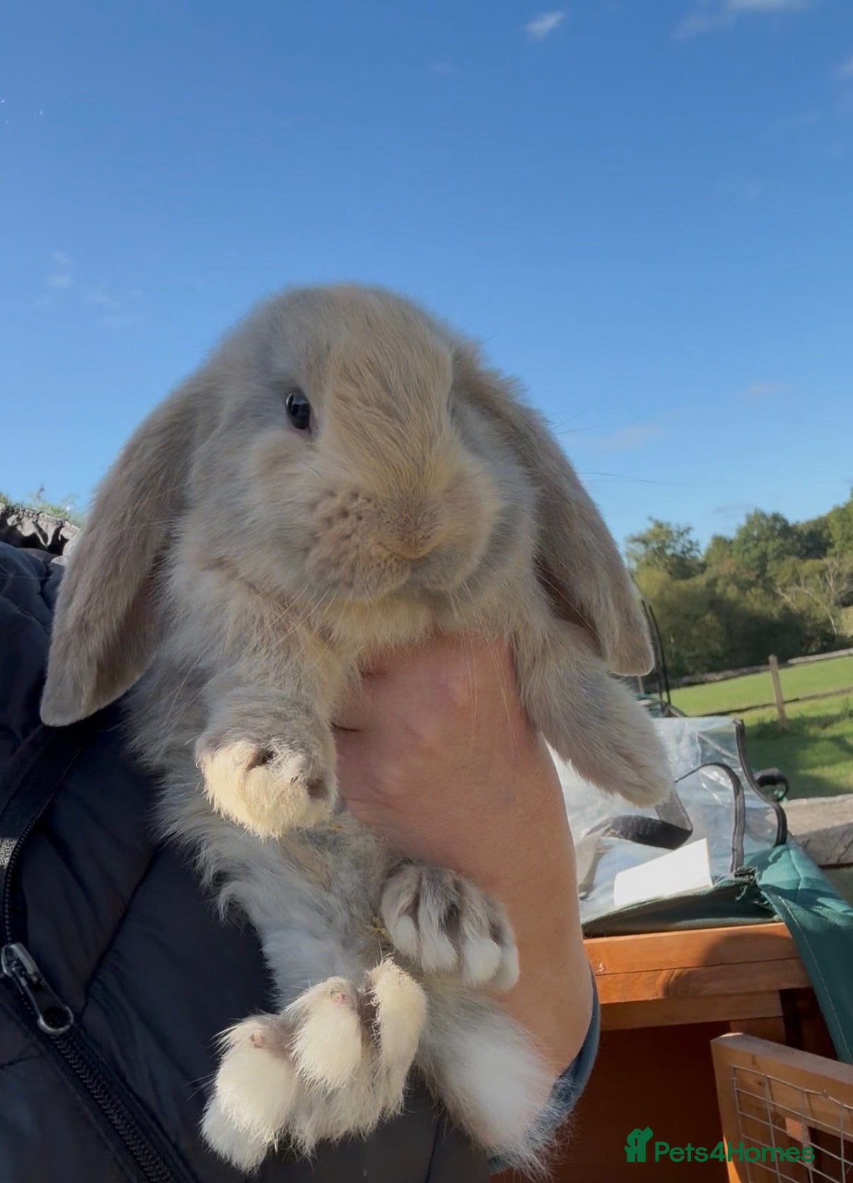 French Lop rabbits 💕Stunning pure bred French lops 💕 - Advert 9