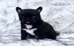 Chihuahua dogs for sale: KC REG HEALTH TESTED CHIHUAHUA BABIES - Image 3