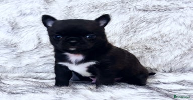 Chihuahua dogs - Advert 4