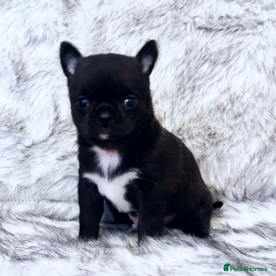 Chihuahua dogs for sale: KC REG HEALTH TESTED CHIHUAHUA BABIES - Image 3