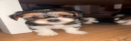 Biewer Terrier dogs for sale: 5 beautiful puppies  - Advert 5
