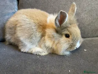 Mixed Breed rabbits 3 mixed breed rabbits available - Advert 1
