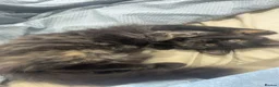 Mixed Breed cats for sale: Kitten for sale - Advert 2