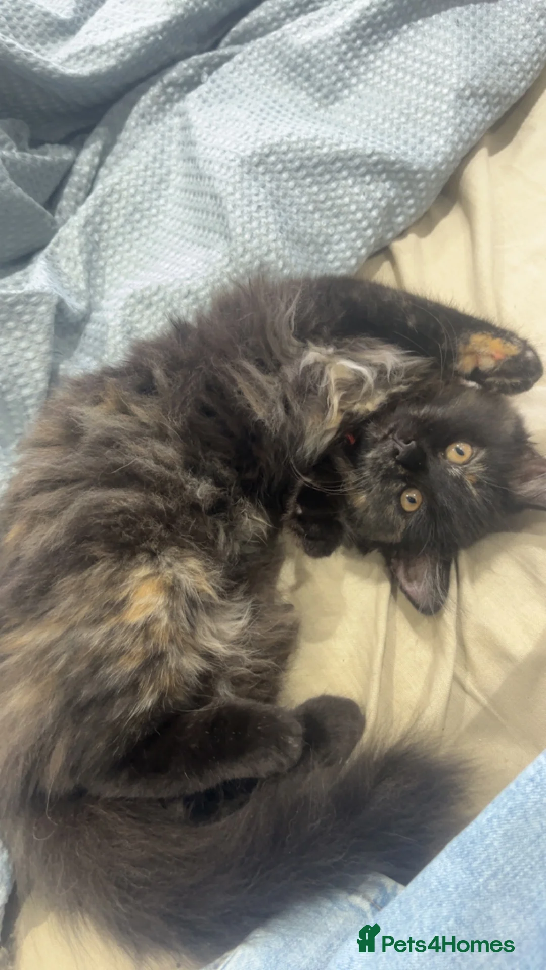 Mixed Breed cats for sale: Kitten for sale - Advert 2
