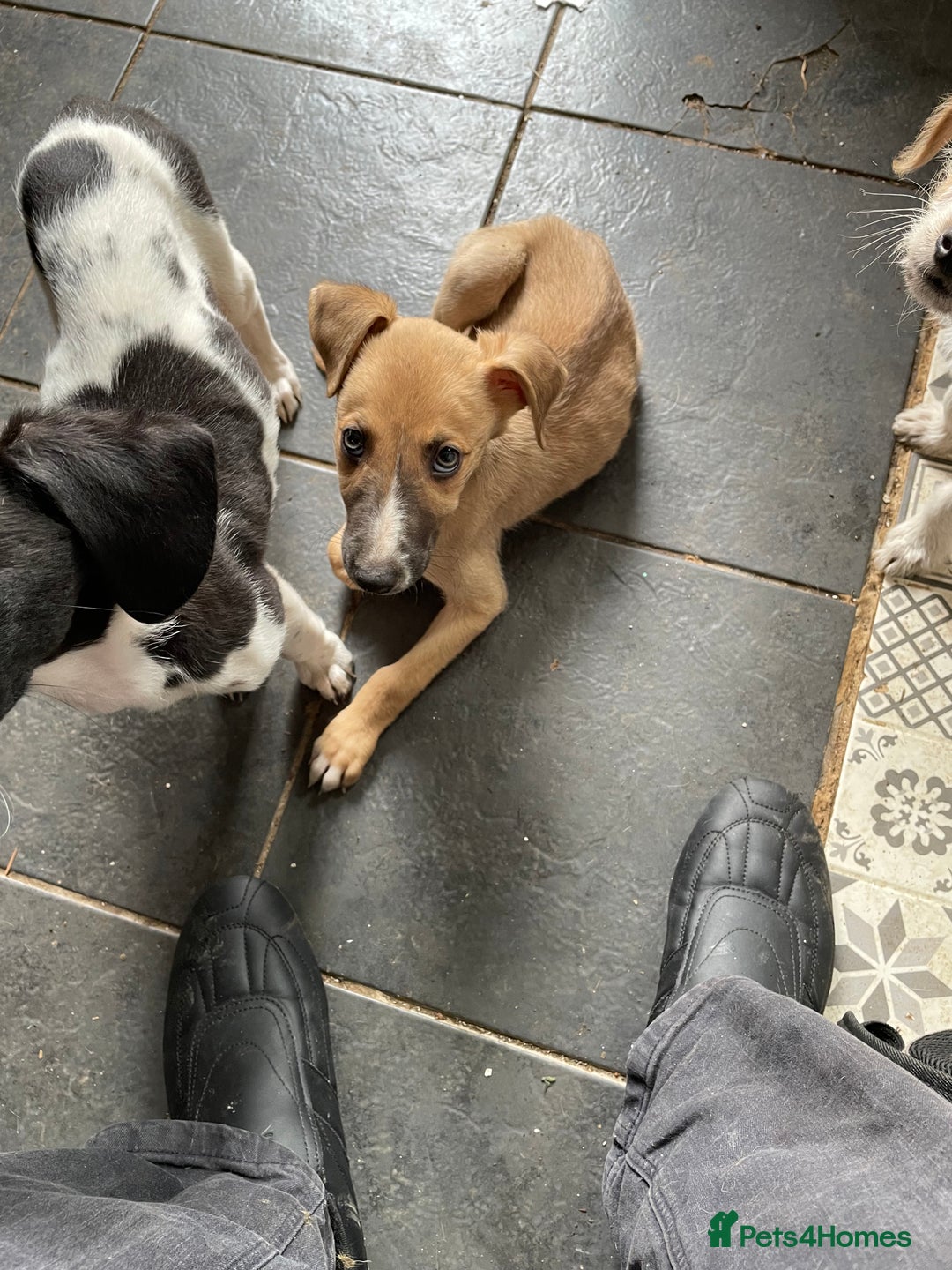 Mixed Breed dogs for sale: Deerhound x greyhound - Image 7