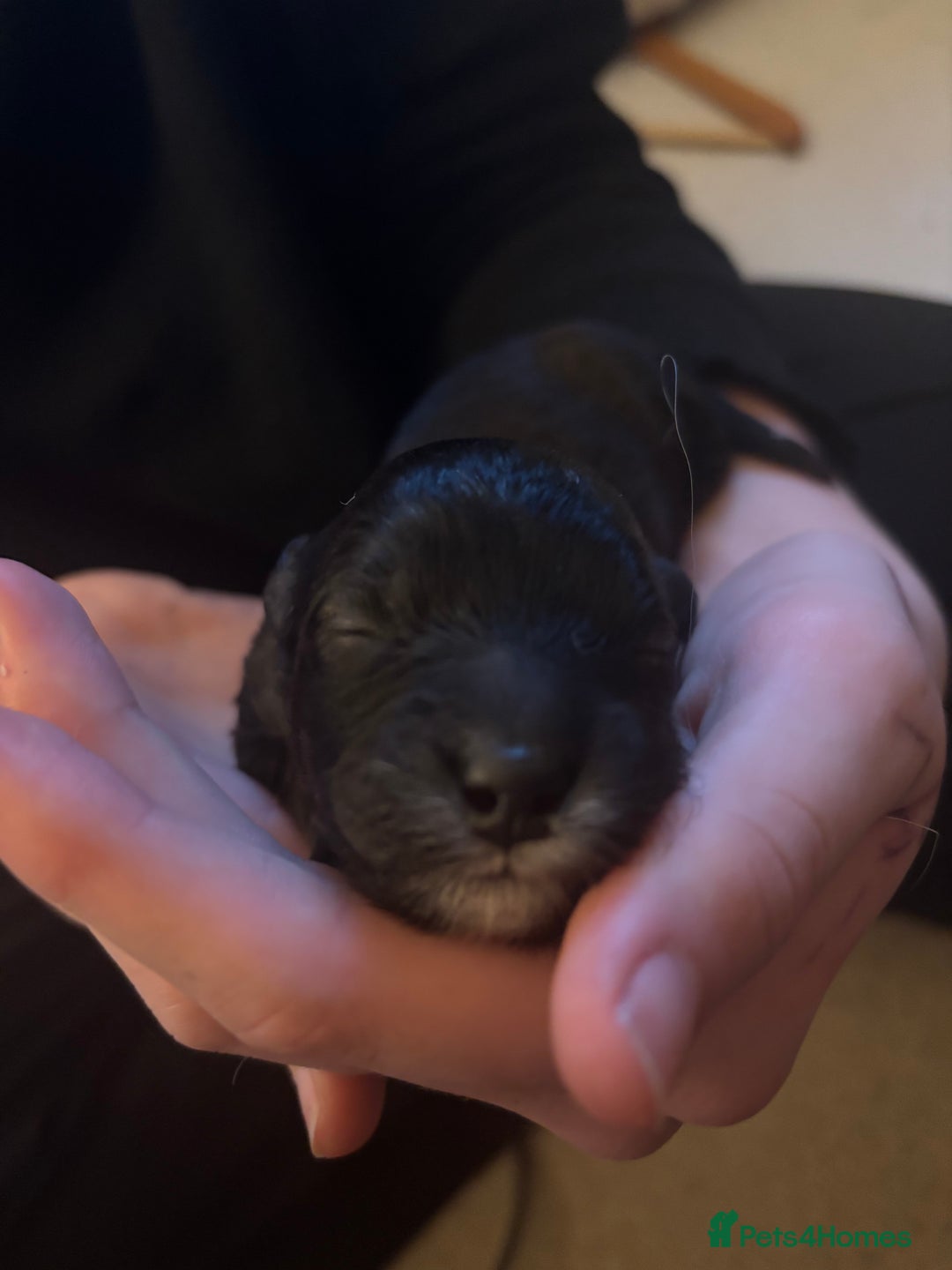 Poochon dogs for sale: Poochon puppies for sale - Image 15