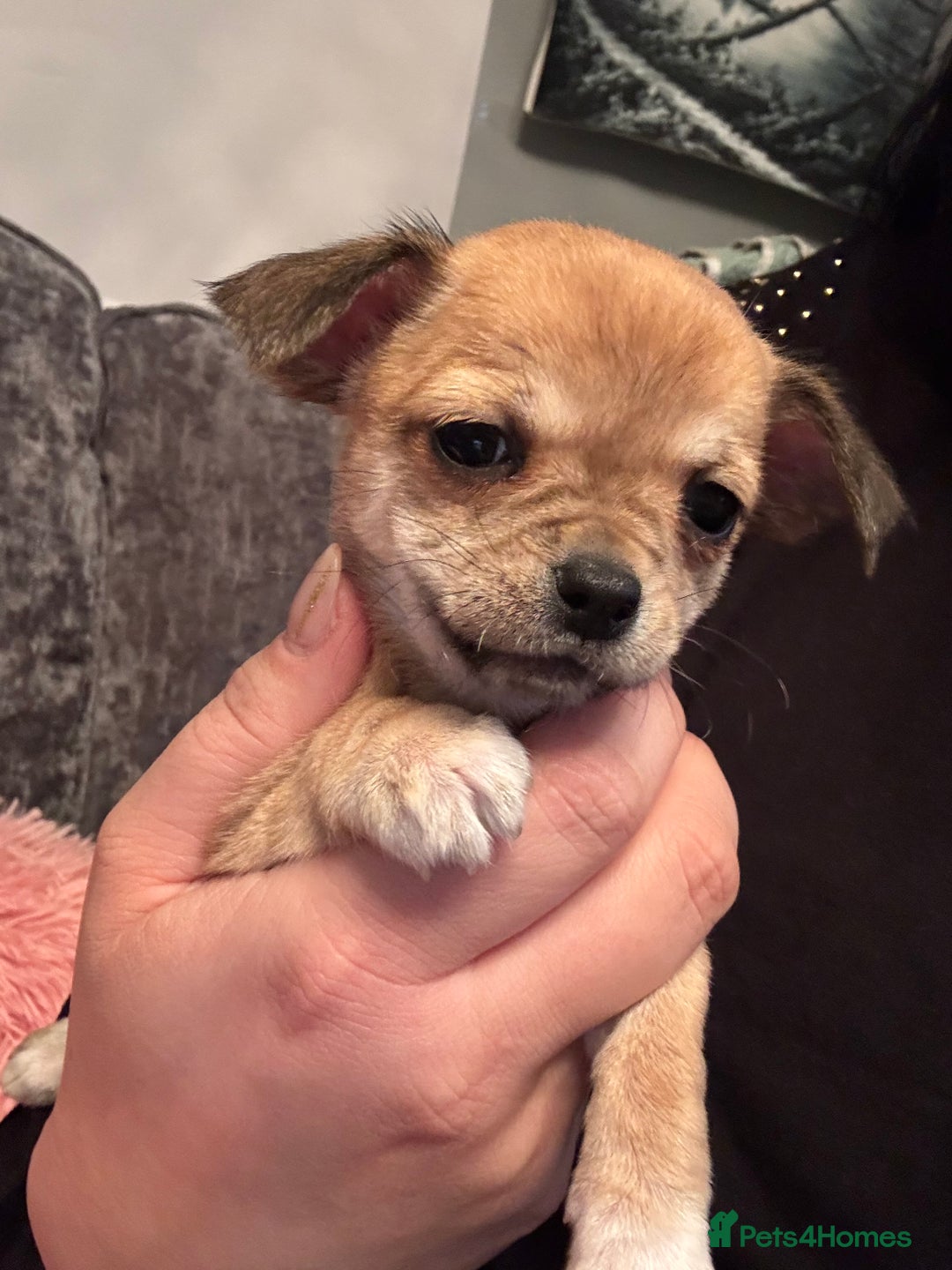Chug dogs for sale: Lovely playful Chihuahua x Pug Puppies Boys Girls  - Advert 5