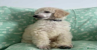 Standard Poodle dogs - Advert 1