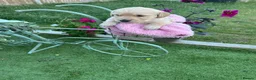 Golden Retriever dogs for sale: Golden Retriever puppies - Advert 31
