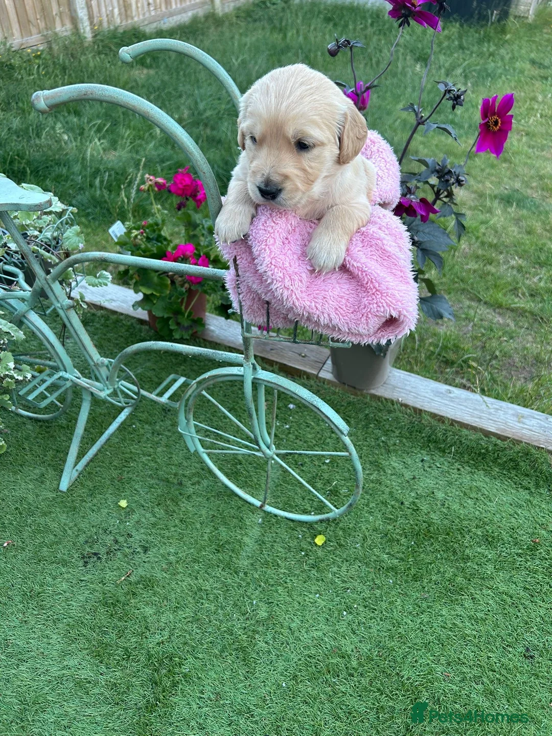 Golden Retriever dogs for sale: Golden Retriever puppies - Advert 31