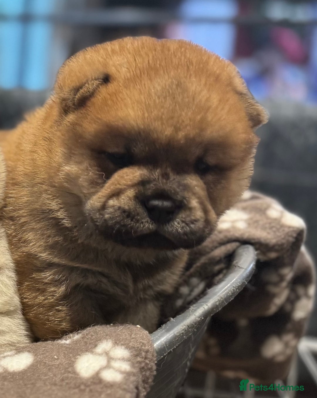 Chow Chow dogs for sale: Stunning smooth chows  - Advert 4