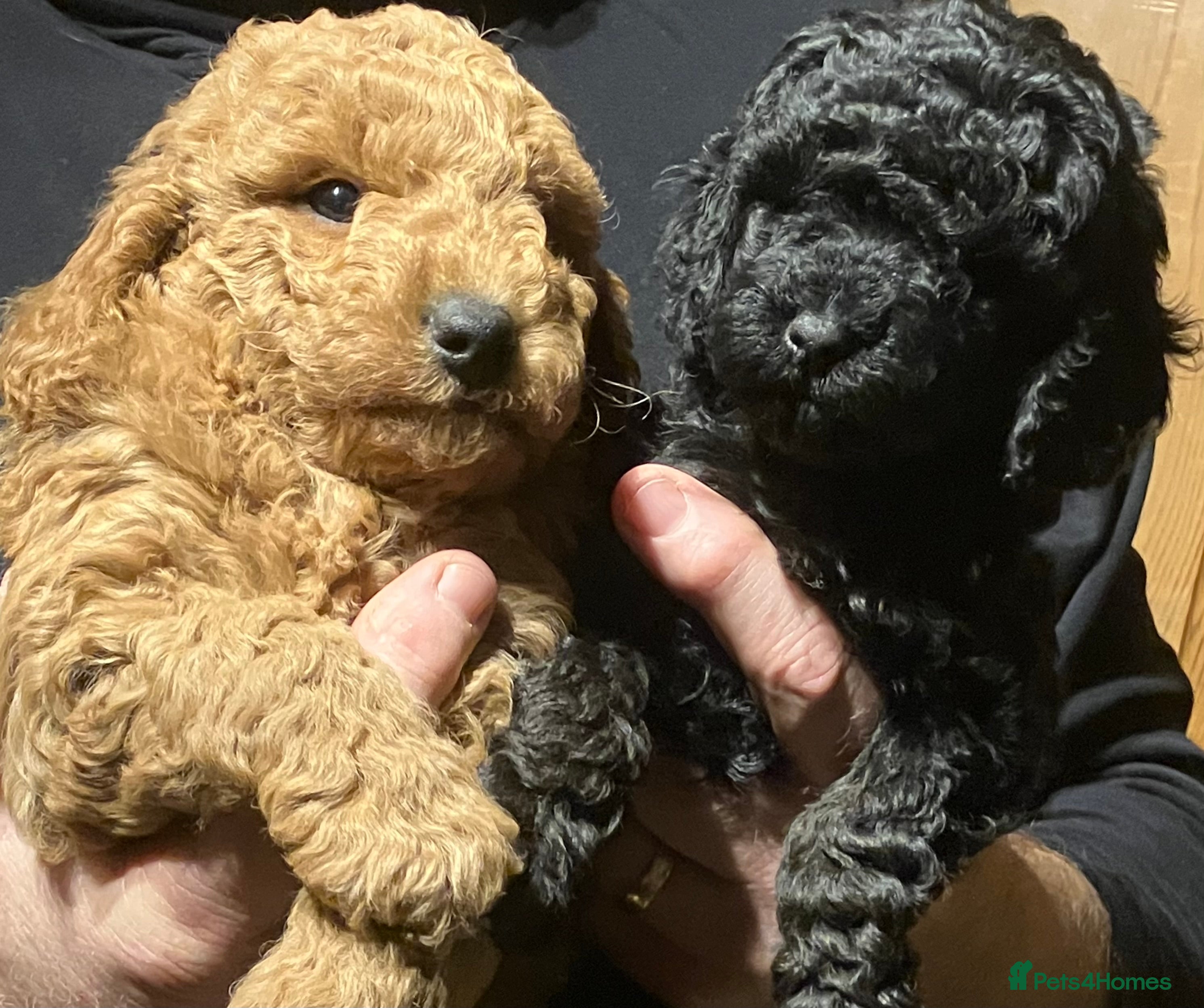 Mixed Breed dogs TOY X MINIATURE POODLE PUPPIES RED & BLACK - Advert 4