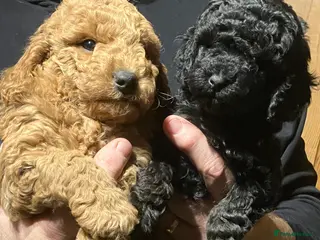 Mixed Breed dogs TOY X MINIATURE POODLE PUPPIES RED & BLACK - Advert 1