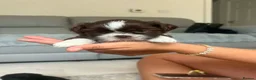 Shih Tzu dogs for sale: Stunning Shih Tzu puppies  - Advert 14