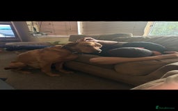 Labrador Retriever dogs for stud: Noah - Fox Red labrador pedigree -For Stud - Image 14