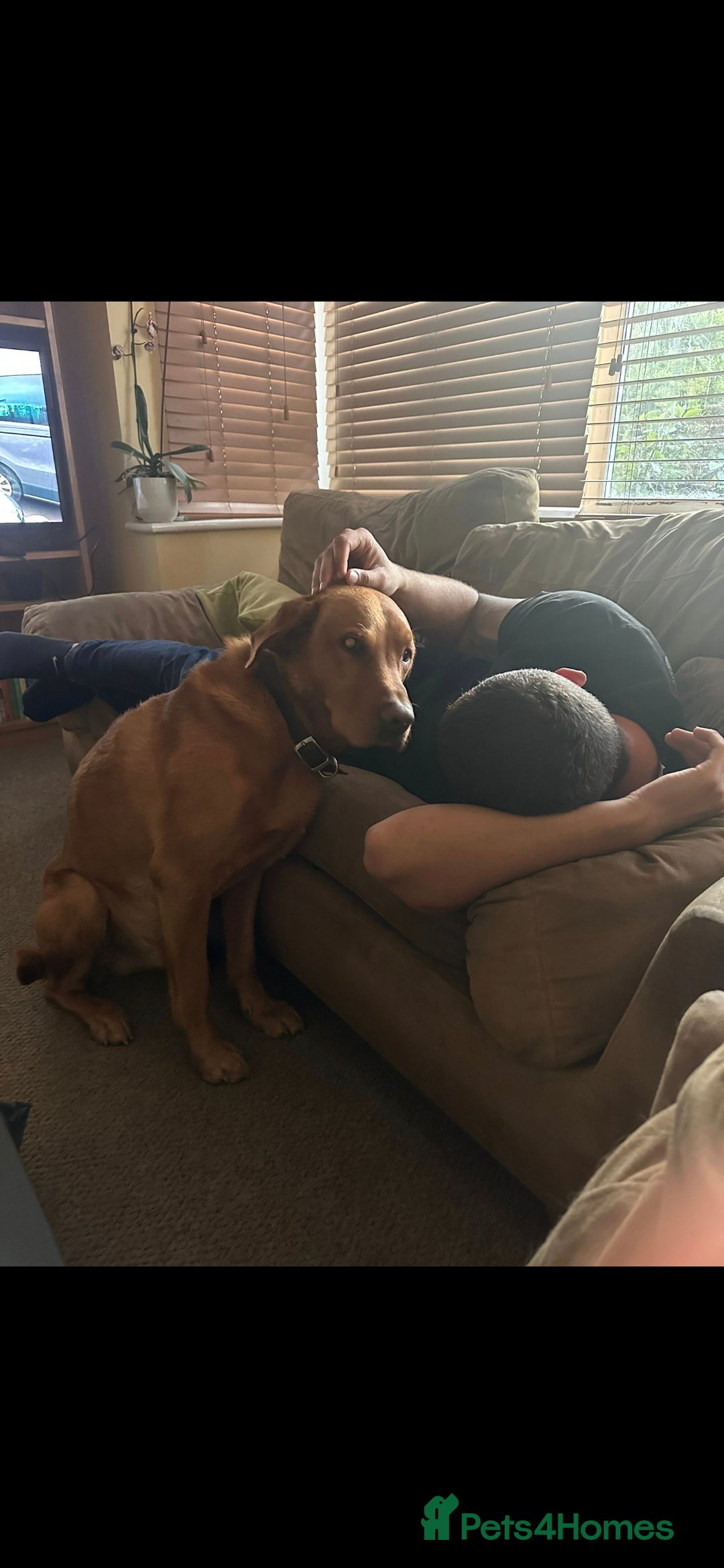 Labrador Retriever dogs for stud: Noah - Fox Red labrador pedigree -For Stud - Image 14