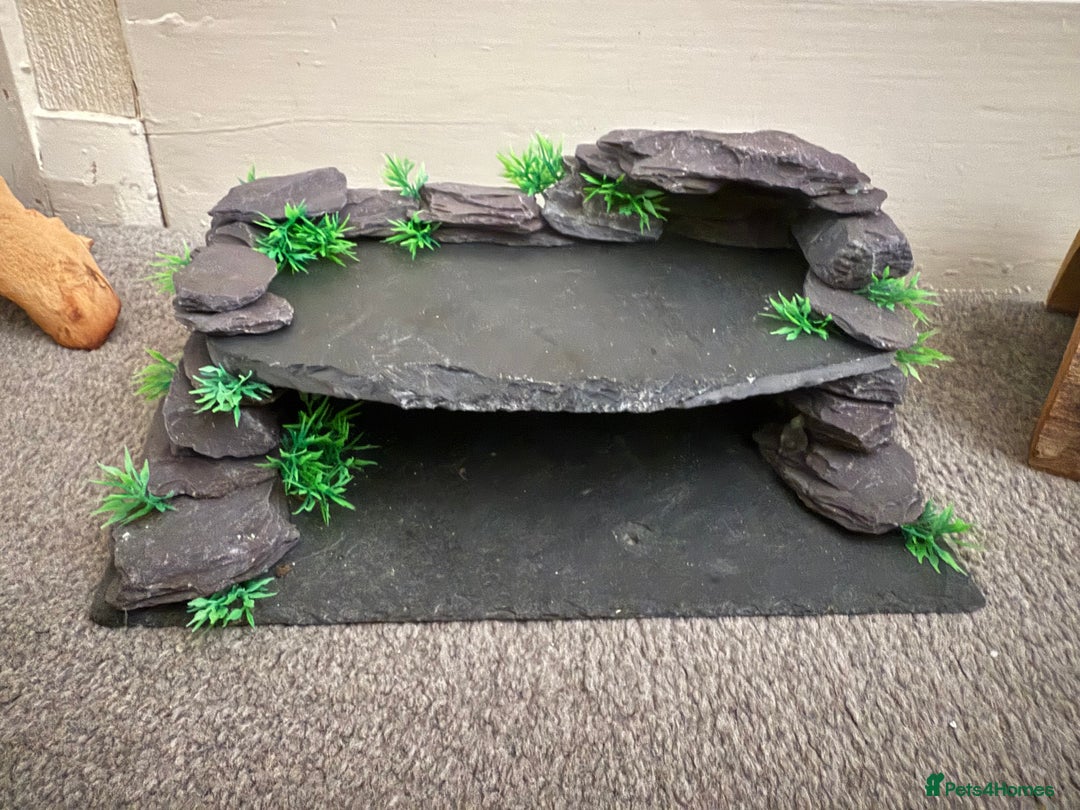Mixed Breed reptiles for sale: Medium vivexotic vivarium & equipment. - Image 11