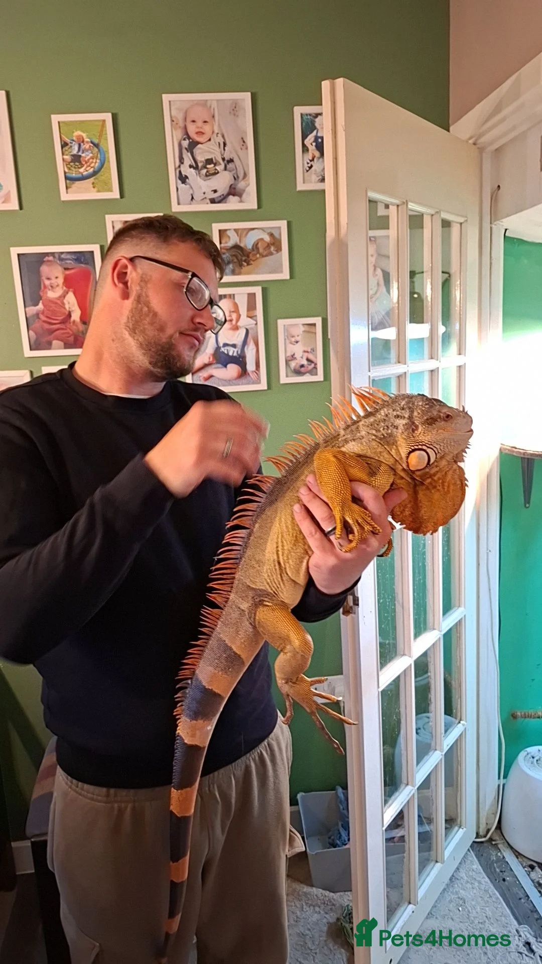 Iguana reptiles for sale: Red iguana - Advert 2
