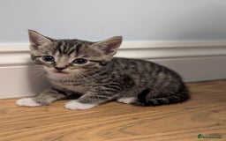 Domestic Shorthair cats for sale: 7 kittens are looking for new home - Image 11